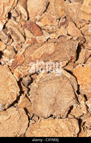 Devil's Claw (Harpagophytum procumbens), medicinal plant, cancer therapy, osteoarthritis therapy, root, dried, medicine, African Stock Photo