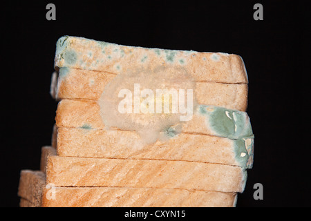 Mould, mildew, mould damage, mould cultures on toast Stock Photo