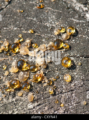 Droplets of pine tree resin on recently felled tree stump, Blackheath, Surrey, UK. Stock Photo