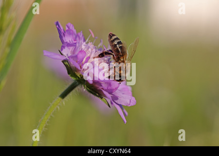 Honey bee (Apis mellifera) on a Scabious flower (Knautia), Baden-Wuerttemberg Stock Photo