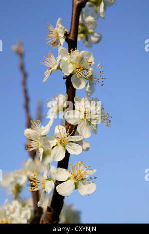 Blossoms of a Pear tree (Pyrus sp.) Stock Photo