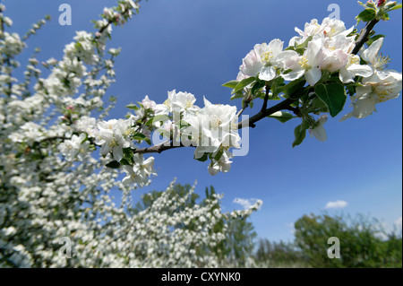 Blossoms of an Apple tree (Malus sp.) Stock Photo