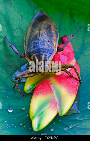 Giant Water Bug (Lethocerus indicus) on a lotus leaf Stock Photo