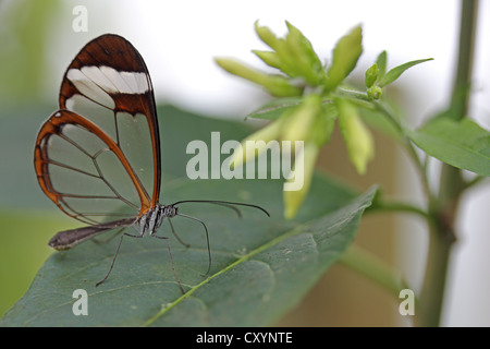 Glasswinged Butterfly (Greta oto), Mainau Island, Baden-Wuerttemberg