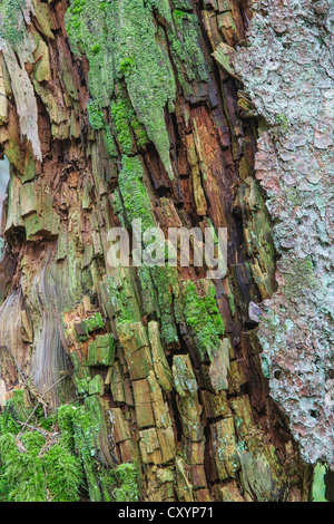 Bark, trunk, old Norway spruce (Picea abies), protective forest, near Steinhausen, Baden-Wuerttemberg Stock Photo