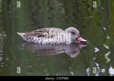 Cape Teal at Martin Mere Stock Photo