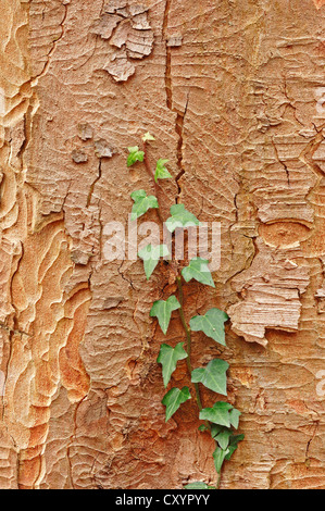 Ivy (Hedera helix) on Sycamore bark, sycamore maple (Acer pseudoplatanus), North Rhine-Westphalia Stock Photo