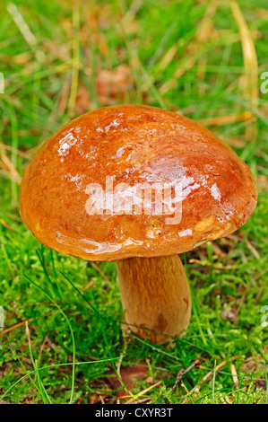 Closeup shot of a summer cep fungus growing in a forest Stock Photo - Alamy
