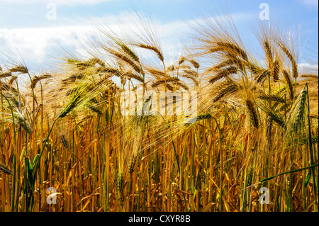 Edge of a barley field, Grevenbroich, North Rhine-Westphalia Stock Photo
