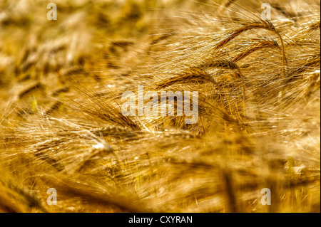 Ears of corn in a barley field, Grevenbroich, North Rhine-Westphalia Stock Photo