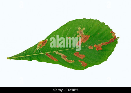 Horse-chestnut or Conker tree (Aesculus hippocastanum), leaf with feeding tracks from the Horse Chestnut Leaf-miner (Cameraria Stock Photo