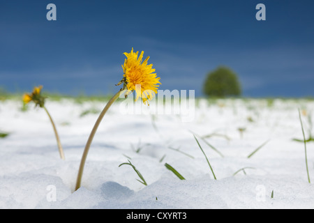 Dandelion (Taraxacum sp.) in the snow, Black Forest, Baden-Wuerttemberg Stock Photo