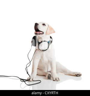 Beautiful Labrador retriever with a stethoscope on his neck, isolated on white Stock Photo