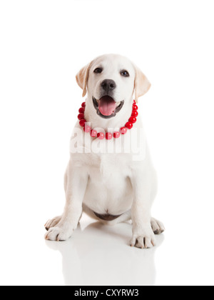 Labrador retriever puppy wearing a red collar, isolated on white Stock Photo