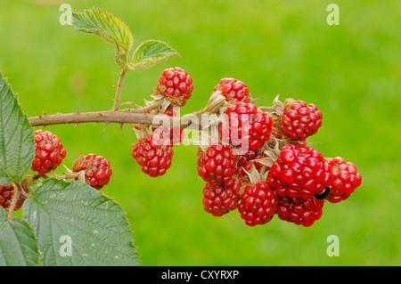 Blackberry (Rubus fruticosus), branch with fruits, North Rhine-Westphalia Stock Photo