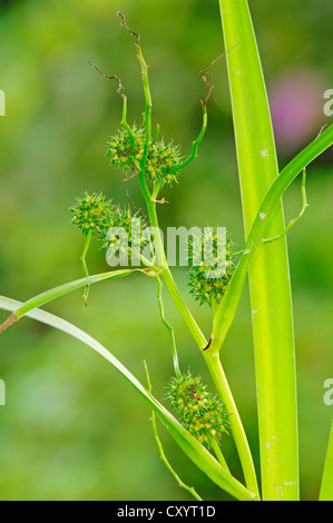 Simplestem bur-reed or branched bur-reed (Sparganium erectum syn. Sparganium polyedrum) flowers, North Rhine-Westphalia Stock Photo