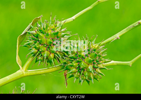 Simplestem bur-reed or branched bur-reed (Sparganium erectum syn. Sparganium polyedrum) flowers, North Rhine-Westphalia Stock Photo