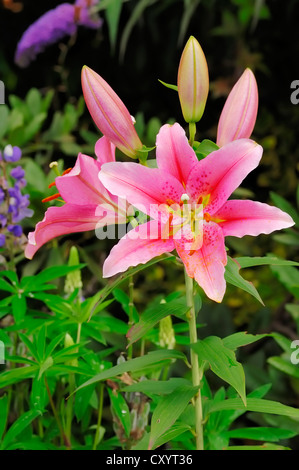 Asiatic hybrid lily (Lilium auratum hybrid), flowers, ornamental plant, North Rhine-Westphalia Stock Photo