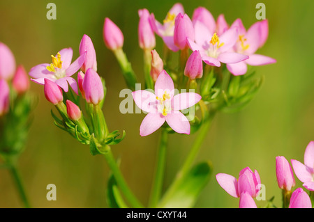 Common centaury (Centaurium erythraea, Centaurium minus, Centaurium umbellatum), flowering, North Rhine-Westphalia Stock Photo