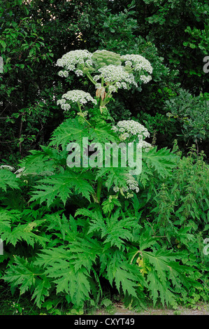 Giant hogweed (Heracleum mantegazzianum, Heracleum giganteum), flowering, found in the Caucasus, introduced to Europe Stock Photo