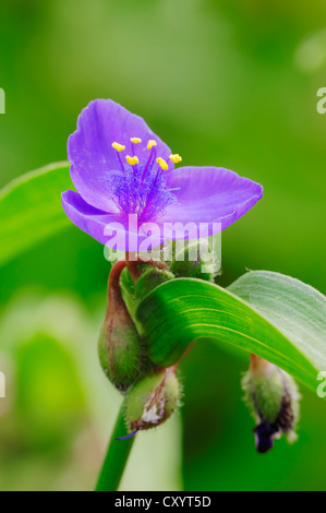 Sweet kate (Tradescantia andersoniana), blossom, North Rhine-Westphalia Stock Photo