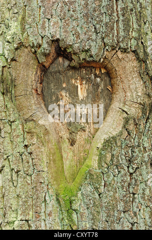 Oak (Quercus sp.), tree trunk, carved heart, North Rhine-Westphalia Stock Photo