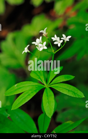 Perennial plant (Galium odoratum, Asperula odorata), blossoms, North Rhine-Westphalia Stock Photo