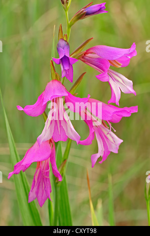 Wild gladiolus (Gladiolus illyricus), blossoms, southern France, France, Europe Stock Photo
