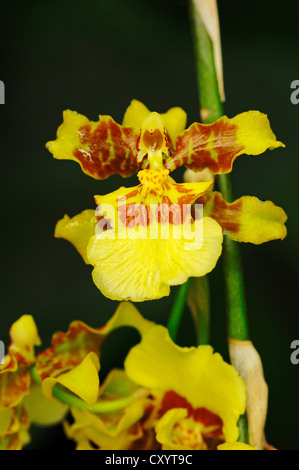 Oncidium orchid Golden Shower Stock Photo - Alamy