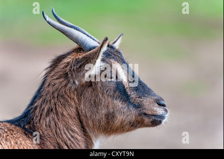 Pygmy goat, portrait, Grevenbroich, North Rhine-Westphalia Stock Photo