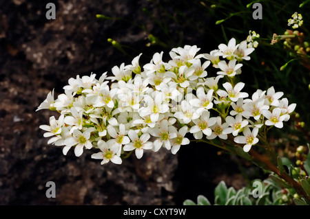 Silver saxifrage (Saxifraga longifolia), found in the Pyrenees, garden plant, North Rhine-Westphalia Stock Photo