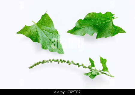 Good King Henry (Chenopodium bonus-henricus), leaves and blossom Stock Photo