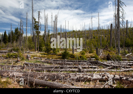 Forest dieback near Siebensteinkopf Mountain in the Bavarian Forest, Bavaria, PublicGround Stock Photo