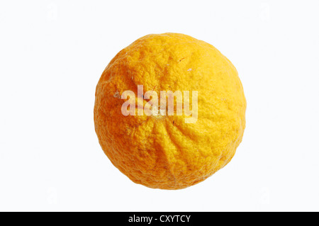 Trifoliate orange (Poncirus trifoliata), fruit Stock Photo