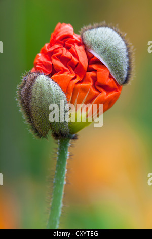 Emerging poppy bud (Papaver sp.), Mainau Island, Lake Constance, Baden-Wuerttemberg Stock Photo