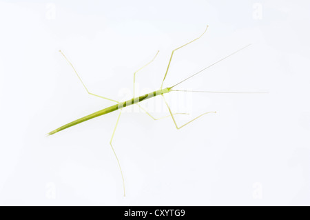 Sippi Insect Pink wing stick insect (Sipyloidea Sipylus), eggs, found in Southeast ...