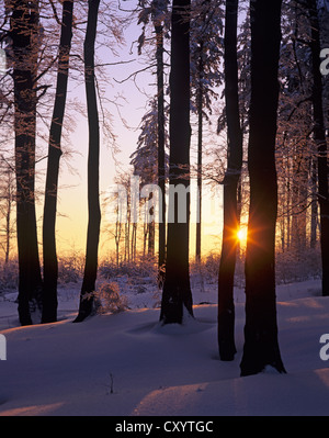 Sunset in the Beech forest (Fagus sylvatica) with snow, near Stuetzerbach, Thuringian Forest Stock Photo