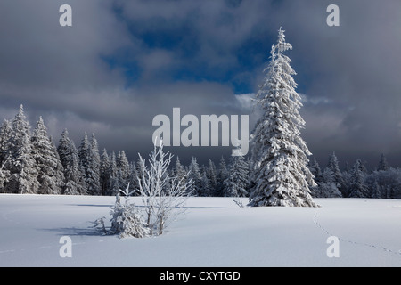 Firs in the fresh snow on Kandel mountain, Black Forest mountain range near Freiburg, Baden-Wuerttemberg, PublicGround Stock Photo