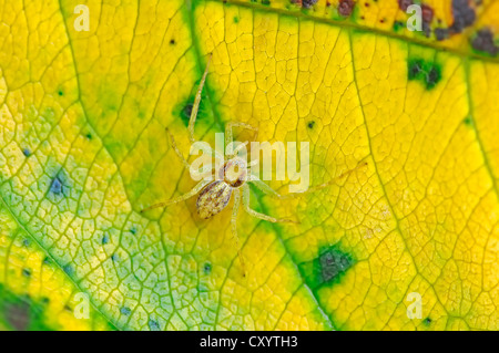 Running crab spider (Philodromus aureolus), female, North Rhine-Westphalia Stock Photo