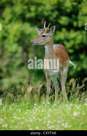 Young fallow deer (Dama dama), young buck in its second year, wildlife enclosure, Lower Saxony, PublicGround Stock Photo