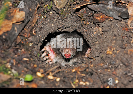 European mole (Talpa europaea), looking out of burrow, North Rhine-Westphalia Stock Photo