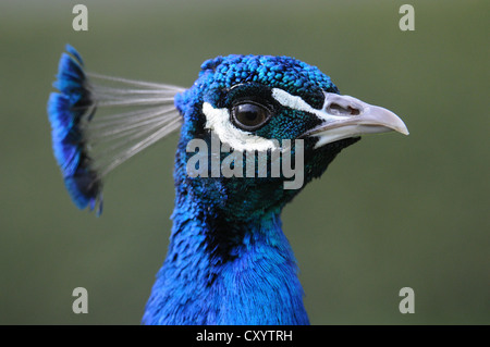 Blue Peafowl (Pavo cristatus), male peacock, Saxony Stock Photo