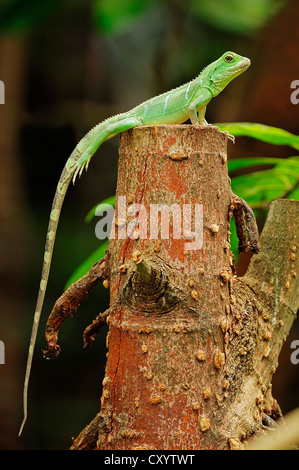Chinese water dragon (Physignathus cocincinus), young animal, found in Asia, captive, North Rhine-Westphalia Stock Photo
