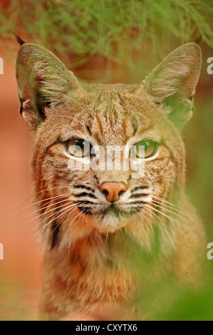 Bobcat (Lynx rufus, Felis rufa), portrait, captive, Florida, USA Stock Photo