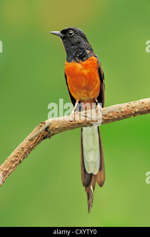 White-rumped shama (Copsychus malabaricus), male, found in Asia, captive, Belgium, Europe Stock Photo