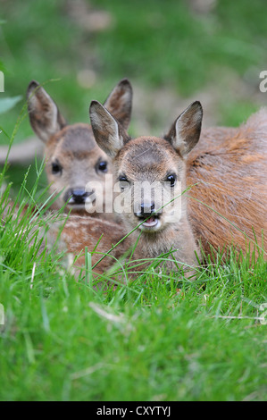 European Roe Deer (Capreolus capreolus), two fawns lying in the grass beside a doe, in an enclosure, Lower Saxony, PublicGround Stock Photo