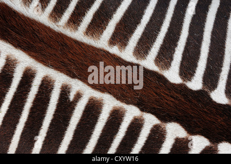Grévy's zebra (Equus grevyi), detailed view of fur, found in Africa, captive, France, Europe Stock Photo