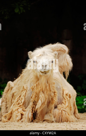 Bactrian camel (Camelus ferus bactrianus, Camelus bactrianus bactrianus), found in Asia, captive, North Rhine-Westphalia Stock Photo