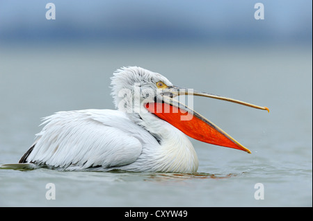 Dalmatian Pelican (Pelecanus crispus) with an open beak, on Lake Kerkini, Greece, Europe Stock Photo