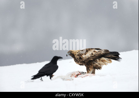 Raven (Corvus corax) and a Golden Eagle (Aquila chrysaetos), at a bait site, Sinite Kamani Nature Park, Bulgaria, Europe Stock Photo